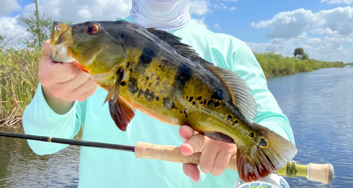 Exploring The Thrill Of Miami Peacock Bass Fishing Fishing South Florida